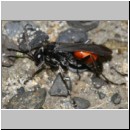 Anoplius infuscatus - Weswespe w004a 9mm - OS-Hasbergen-Lehmhuegel-det.jpg